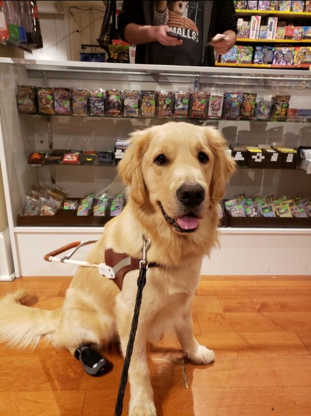 Wimbledon is sitting inside of a game store in Portland, OR. He’s wearing his harness, back booties, and is looking at the camera.