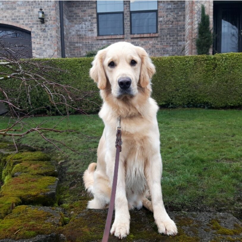 Wimbledon is sitting outside of his foster care home. He’s looking at the camera.