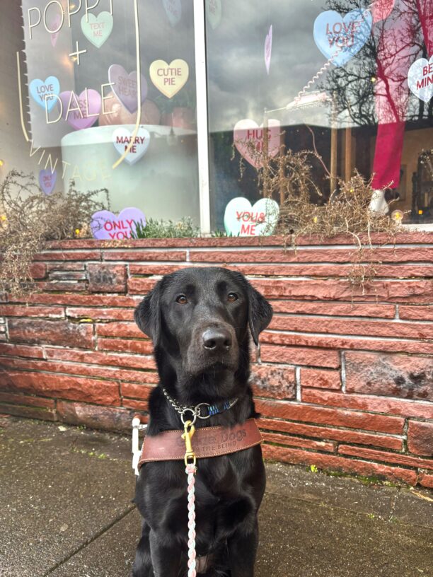 A black lab sits in harness looking into the camera with a soft expression. Behind her is a store front window filled with pastel colored cut outs of hearts that say valentine messages like