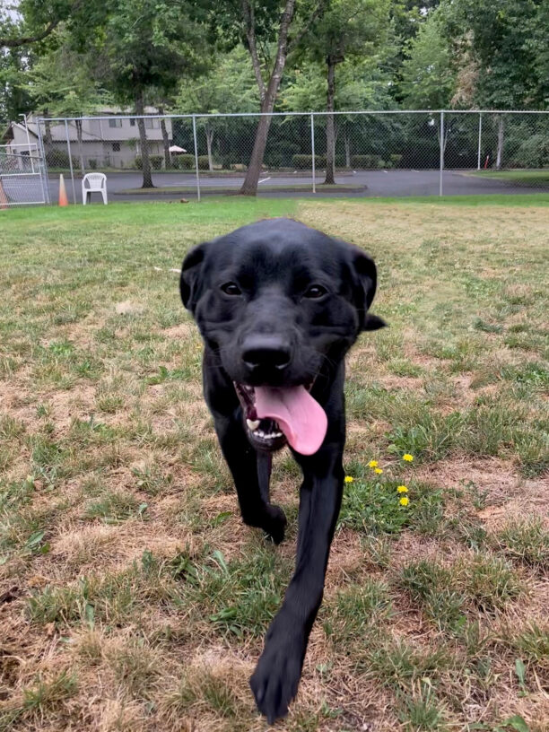 Wyatt runs through the free run area with a big smile on his face. His front feet are off the ground and his tongue is hanging out to one side.