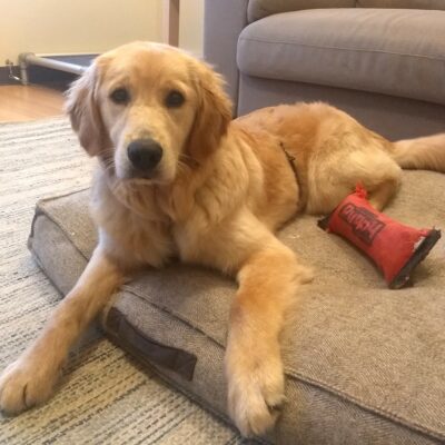 Fluffy golden colored Cami is laying down on a big comfy dog bed staring at the camera and her favorite red toy is close by.