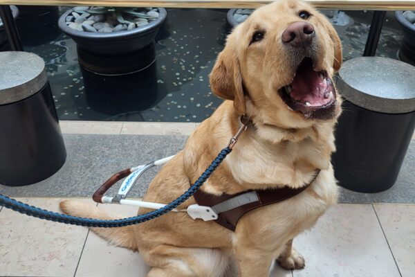 Bamboo wears his GDB harness and looks at the camera with a goofy smile.  Behind him is a decorative bubbly pool/fountain feature in the interior courtyard of a shopping mall.