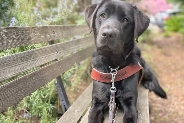 Sawyer lies on a wooden bench wearing a leather GDB harness. He is surrounded by beautiful green trees and shrubbery. He is looking directly at the camera.