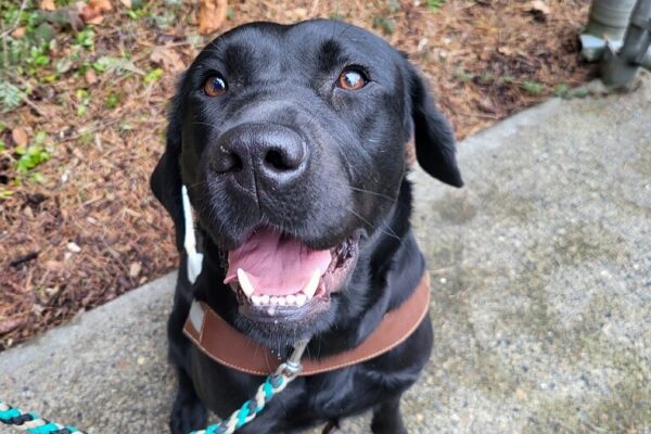 A black lab in harness looks up into the camera with her mouth open and a happy expression.