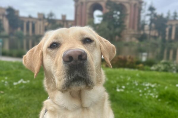 Denise, a female yellow Labrador Retriever, is sitting while wearing her harness. Behind her is the Palace of Fine Arts which is located in San Francisco.