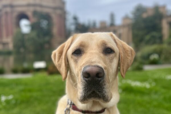 Dolby, a male yellow Labrador Retriever, is sitting while wearing his harness. Behind him is the Palace of Fine Arts which is located in San Francisco.