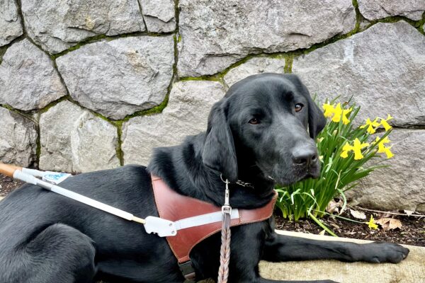 Black Lab Waters lies down on a sidewalk by a cluster of yellow daffodils. He is wearing a leather guide dog harness and leash. Behind him is a gray stone wall with moss between the stones.