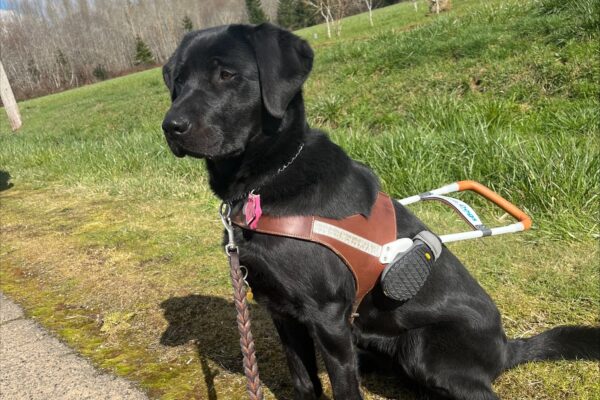 Black Labrador retriever Sylvie sits on grassy area adjacent to a paved walking path. She looks off to the side, showing her beautiful profile angle. A variety of trees can be seen in the background.