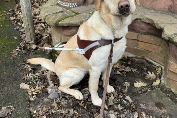 Celine, a short-coated yellow lab/golden cross sits in harness in front of a cob bench looking at the camera.