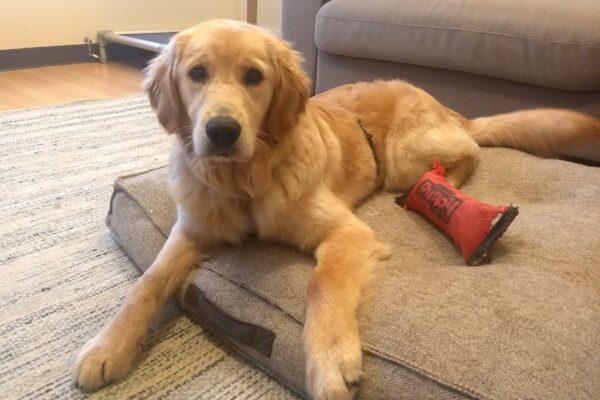 Fluffy golden colored Cami is laying down on a big comfy dog bed staring at the camera and her favorite red toy is close by.