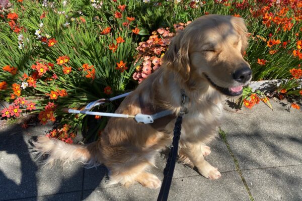 Catalina squints at the sun as she sits on the sidewalk in harness. There are orange flowers in the background.