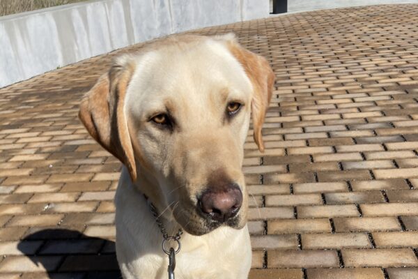 Male Yellow Labrador Cole poses for a picture on campus. He sits in the courtyard on bricks partially dry after a recent rain.