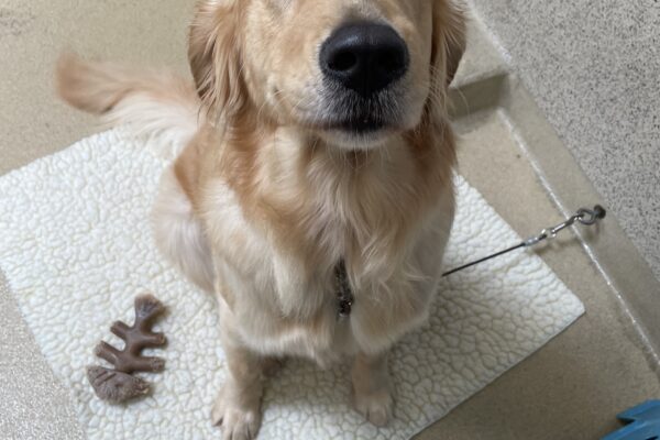 Figgy sits on a fleece pad looking up at the camera. One of her eyes is almost squinted shut. There is a fish nylabone next to her.