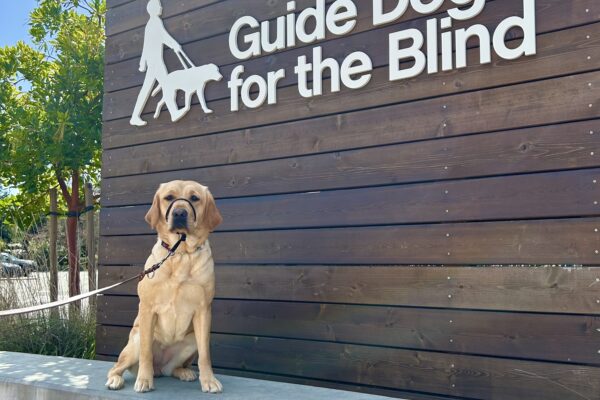 Female Yellow Labrador Harlow poses in front of a wooden sign bearing Guide Dogs for the Blind's logo. She is sitting looking at the camera and wearing a Gentle Leader.