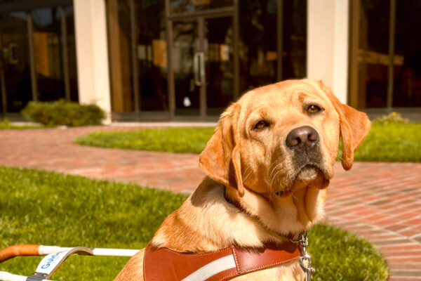 Yellow Lab Jada sits in harness on a sunny brick pathway downtown