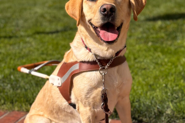 Smiley yellow girl Joan sits on a brick pathway in harness near the green grass