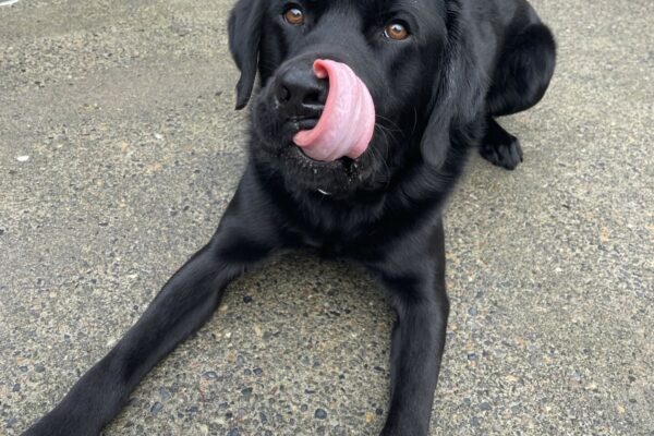 Kidder is lying down in the community run area. There is a Nylabone between his front legs. His pink tongue is licking his nose and he is looking at the camera.