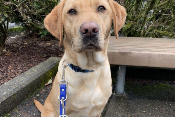 Female yellow lab "Kindle" is seen sitting outside on a cloudy Oregon day in front of a bench and a bush. She is facing towards the camera, waiting patiently for her cookie.