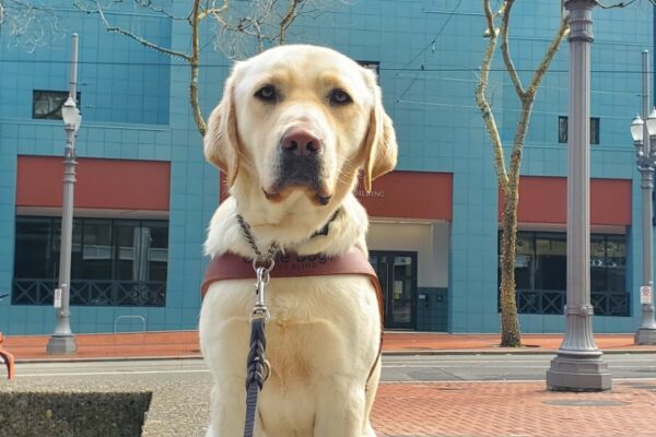 Kringle sits on a cement half-wall in city center in Portland, OR with the Portlandia statue behind him (The statue depicts a female figure, Lady Commerce, dressed in classical clothes, holding a trident in her left hand and reaching down with her right.)