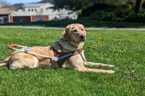 Leah lays in harness on a bed of grass and yellow flowers at GDB’s San Rafael campus.