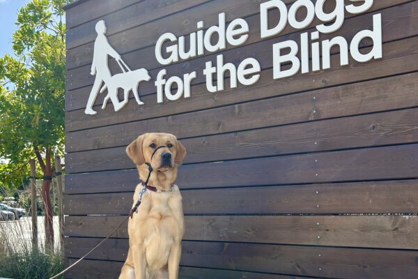 Female Labrador Golden Retriever Cross Loyal poses in front of a wooden sign bearing Guide Dogs for the Blind's logo. She is sitting looking at the camera and wearing a Gentle Leader.