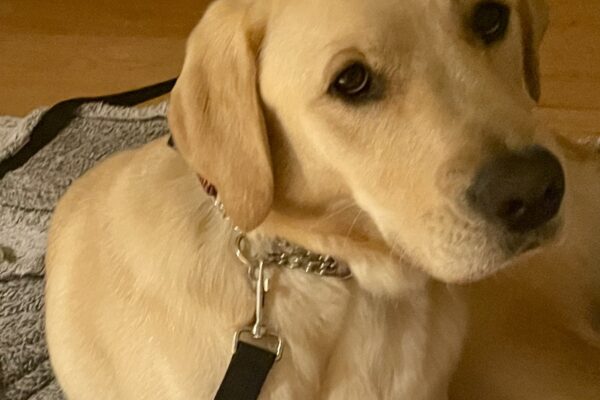 North is laying on a grey rug facing the camera with a soft, calm expression. He has a black nylon leash attached to his collar.