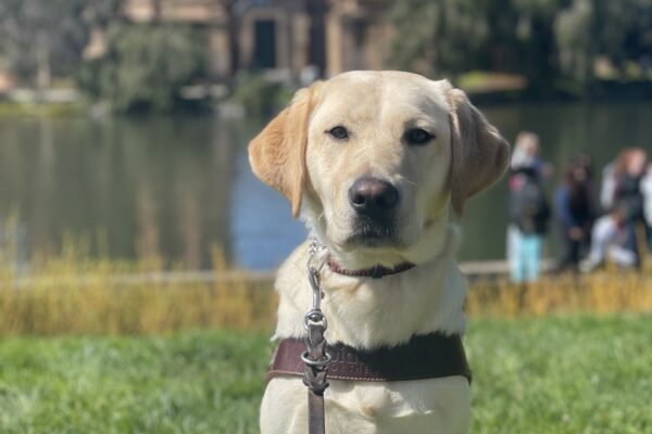 Orla is sitting in harness on the grass at the Palace of Fine Arts. She is facing the camera with a serious expression on her face. The Palace of Fine Arts is blurred in the background.
