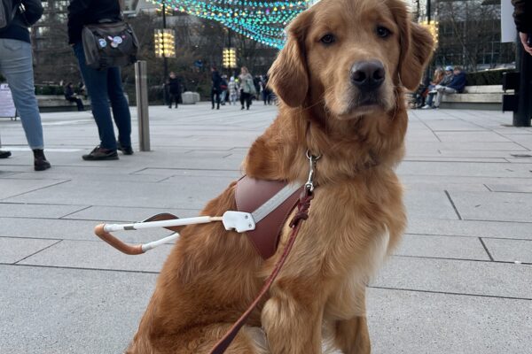 Coated lab/golden cross Pancake sits in cement area with an urban building background. He is sitting under a series of string lights with various colors. A variety of people are walking around him.