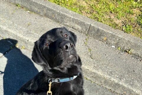 Piazza sits very straight while out on a walk. He is looking at the camera.