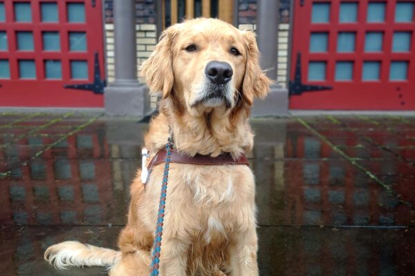 Golden cross (Plantain) sits in harness in front of an old fire station. Red garage doors, brown door and black poles are in the background. He is looking towards the camera with a serious look on his face.