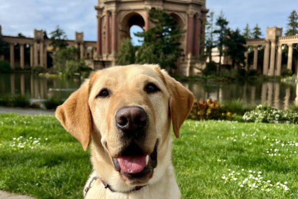 Rick sits in harness looking at the camera. He is sitting in front of bright green grass. In the distance is the Palace of Fine Arts in San Francisco, California.