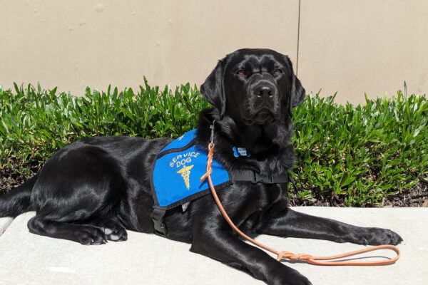 Black Lab Riley is laying down outdoors and she is wearing a blue service dog jacket.