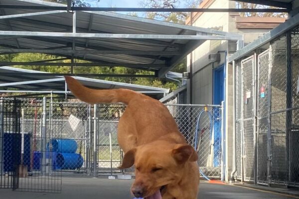 Roseanna is touching down after jumping over a jolly ball. Her front feet are on the ground her hind end is hovering midair. Her eyes are squinting closed, her mouth is open, and her tongue is hanging out.