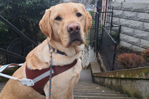 Yellow lab (Rusty) sits in harness in front of a beautiful city view on top on a long stretch of stairs.