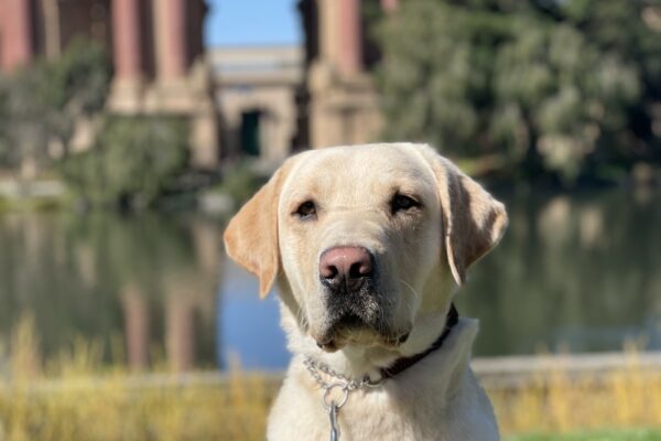 Savvy is sitting in harness on the grass at the Palace of Fine Arts. He is facing the camera with a serious expression on his face. The Palace of Fine Arts is blurred in the background.