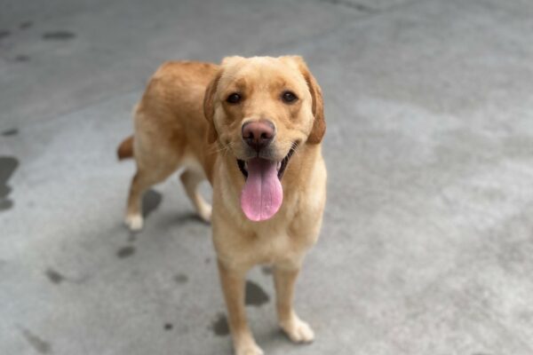 Tampa is standing in a play yard facing the camera. Her mouth is open, tongue is out and there is a smile on her face.