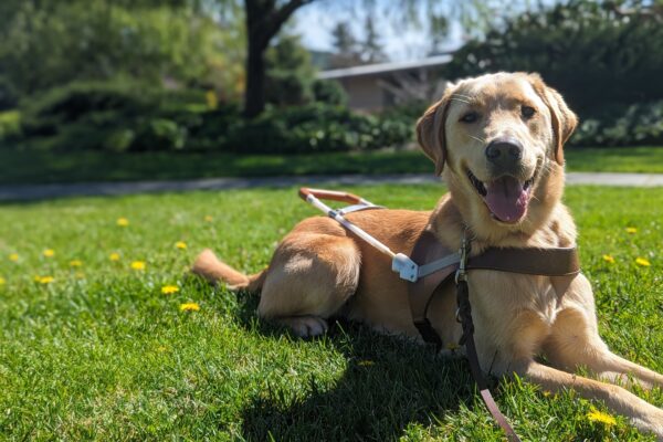 Tommy lays in harness on a bed of grass and yellow flowers at GDB’s San Rafael campus. He is looking directly at the camera with a big smile, tongue out and the sun beaming on his face.