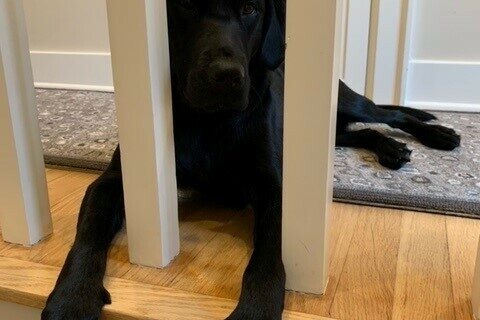 Buffy peeking between railings by the stairs. Her little feet are poking out.
