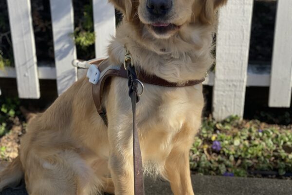 Gladdie sits in harness in front of a white fence. She is looking at the camera and has been caught at the beginning of a lick, with her mouth partially open and her tongue showing.