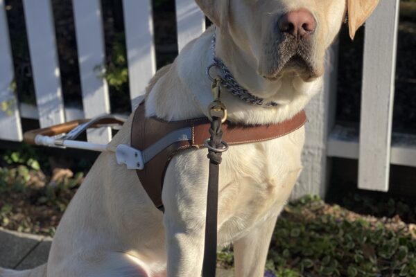 Houdini sits in harness in front of a white fence. There are streaks of sunshine across him and he is looking at the camera with a serious expression.
