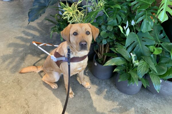 Olivia sits in harness while taking a break on route to visit a local plant shop.  Lush green plants are in the background.