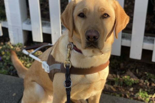 Rhapsody sits in harness in front of a white fence. There are streaks of sunlight across the photo and Rhapsody is in the shade looking at the camera with a serious expression.