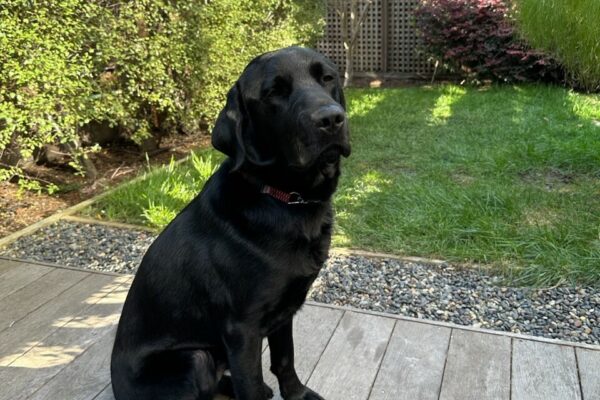 Holmes sits on a wooden porch in his Foster Care Providers lush, enclosed, backyard. He has a soft, relaxed look on his face.