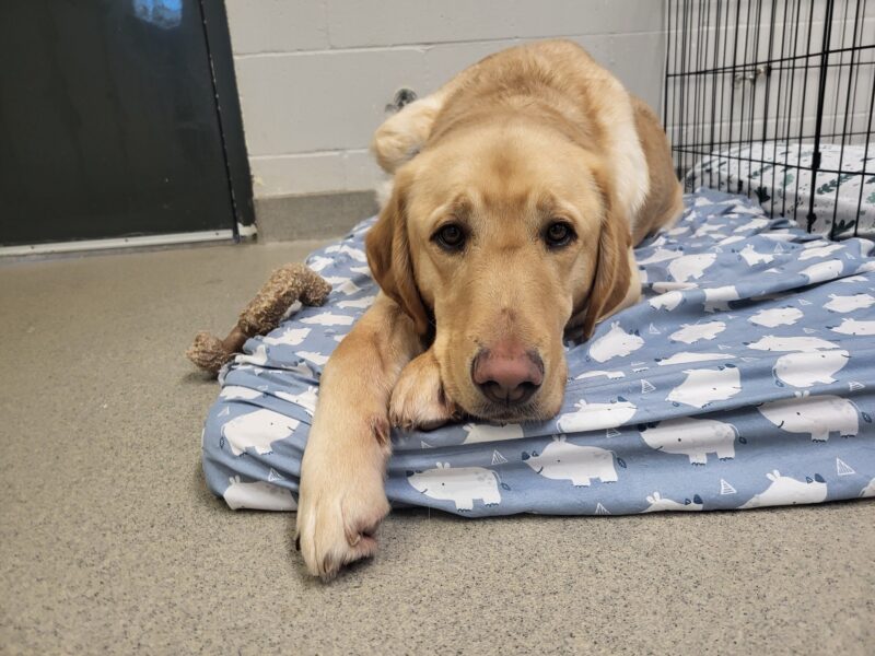 Bamboo enjoys laying on a comfortable blue dog bed during naptime. He is resting his head on his paws and is looking towards the camera with soft, sleepy eyes.