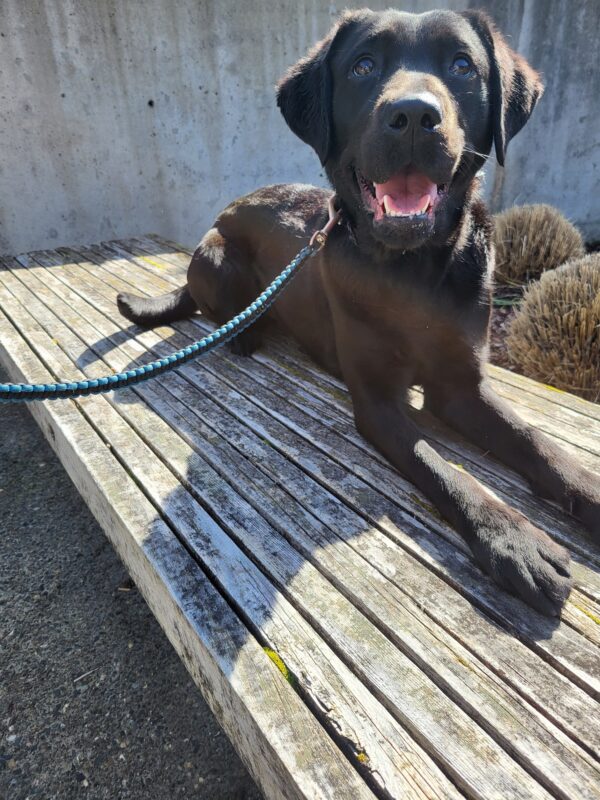 <p>Black Lab, Gondola looks into the camera while wearing a large happy smile. She is lying on a wooden bench and enjoying the sunlight.</p>