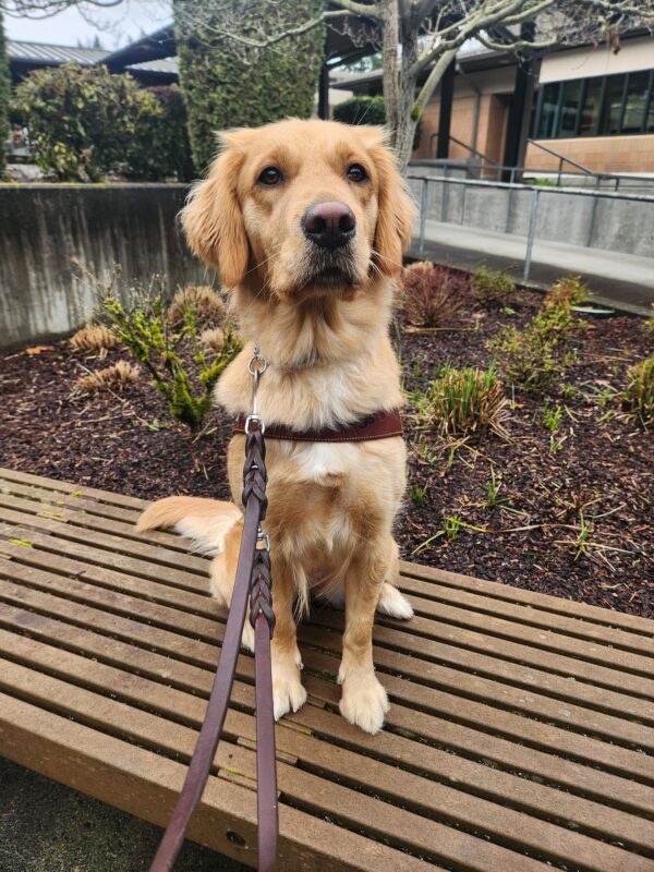 A yellow, coated Labrador Golden cross sits, in harness, on a wooden bench on the Oregon campus. She looks slightly off-camera with great focus as she waits for her kibble reward.