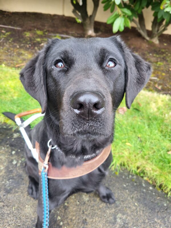 <p>Black Lab, Gondola is wearing her GDB harness and is staring up intelligently at the camera</p>