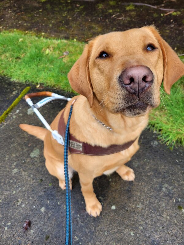 <p>Gaelic wears her GDB harness while sitting on a sidewalk staring up at the camera.</p>