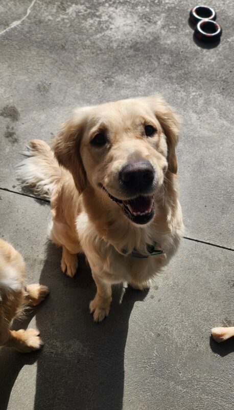 A yellow, coated Labrador Golden cross sits in community run. Pausing briefly from play for a picture, Genesis is looking up at the camera with what appears to be a wide, open-mouthed smile. At the edges of the picture are various dog toys and the feet of another yellow dog.