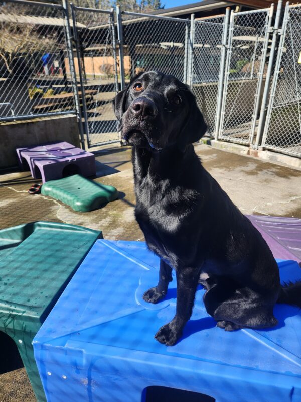 A black, Labrador Golden cross sits on blue playground equipment in community run. His body is facing to the left as he turns his neck to face the camera. Around him and in the background are the surrounding fence lines and more playground equipment in various colors.